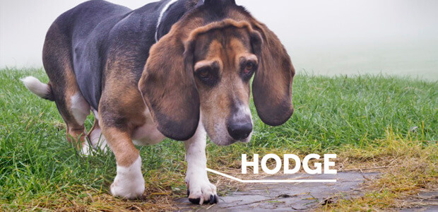 Photo of Hodge the beagle looking a little sad