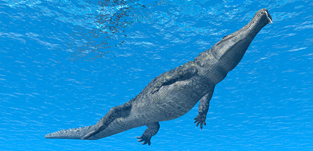 A huge crocodile underwater